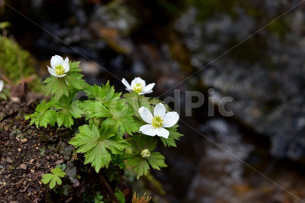 모데미풀,봄,야생화,꽃,청태산,강원도,봄꽃,고산야생화,감성,wildflower,산꽃,봄야생화,계곡,이끼,꽃말,슬픈추억,아쉬움,MegaleranthissaniculifoliaOhwi,금매화아재비,운봉금매화,식물,자연,식생,생태,식물,자연,plants,nature,꽃,flower