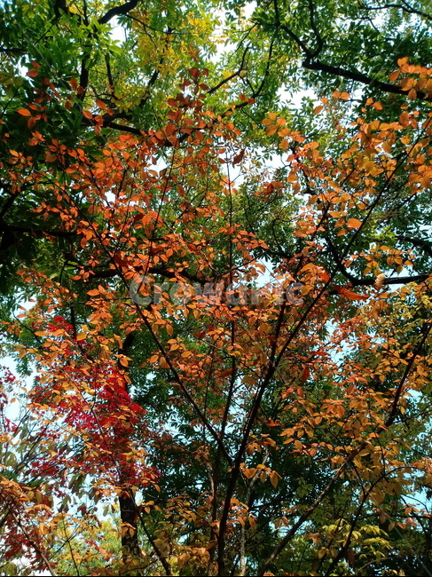 가을,단풍,낙엽,maple,plant,식물,단풍나무,단풍잎,leaf,잎,tree,나무,계절,fallautumnseason,가을단풍,자연,풍경,경치,가을,계절,fall,autumn,season,식물,자연,plants,nature,나무,trees,wood
