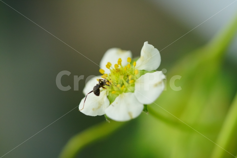딸기꽃,식물,플라워,자연,nature,flower,개미,곤충,벌레,동물,insect,이파리,잎사귀,식물성,과실,농장,농작물,농산물,빨간,빨강색,빨간색,맛있는,맛있다,싱싱한,싱싱한다,과수원,꽃잎,식물,자연,plants,nature,동물,animal,곤충,벌레,insect,bug,꽃,flower