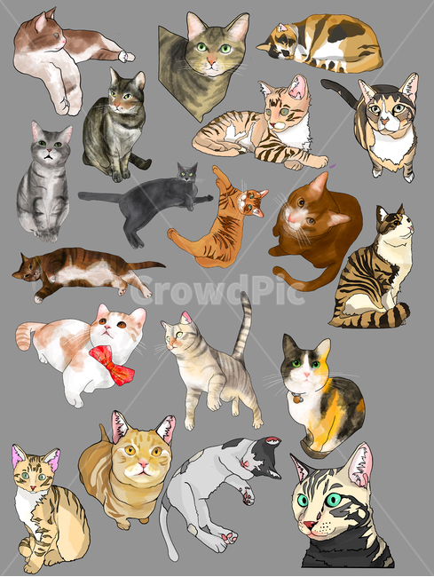 고양이,고양이일러스트,cat,catillustration,illustration,고양이,cat,kitten,kitty,그래픽,일러스트레이션,graphic,illustration