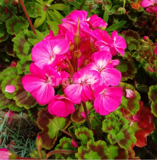 제라늄,양아욱,제라니움,geranium,쥐손이풀과,꽃아욱,관상용