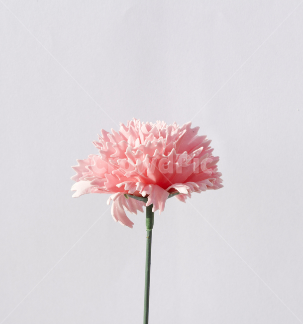 꽃,플라워,카네이션,클로즈업,축하,감사,고마움,흰배경,자연,식물,어버이날,스승의날,조화,비누꽃,비누,소품,줄기,핑크,분홍색