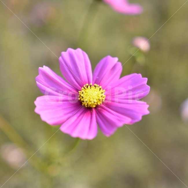 코스모스,cosmos,Flower,pink,꽃,가을,계절,fall,autumn,season,식물,자연,plants,nature,꽃,flower,plant