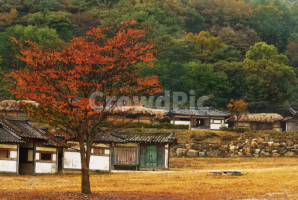 가을,계절,단풍,나무,자연,풍경,낙엽,공원,길,숲,휴식,나들이,휴일,가을풍경,autumnal,season,autumncolors,tree,nature,landscape,scenery,scene,view,fallenleaves,deadleaves,chair,bench,fall,autumn,집,한옥,house,옛날풍경,옛날집,대문,창문,window,door,가을,계절,fall,autumn,season,시골,마을,풍경,landscape,country,rural,town,한국전통,한국문화,korean traditional,korean culture,outdoors,옥외,plant,식물