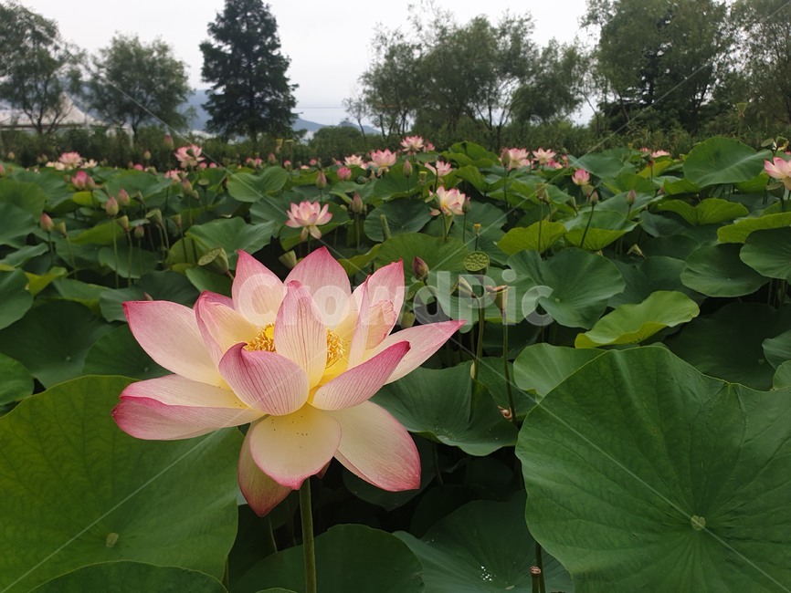 수련,연꽃,꽃,여름,자연,flower