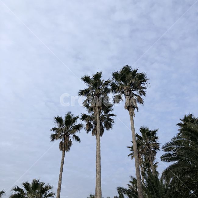 plant,식물,tree,나무,palmtree,arecaceae,야자수