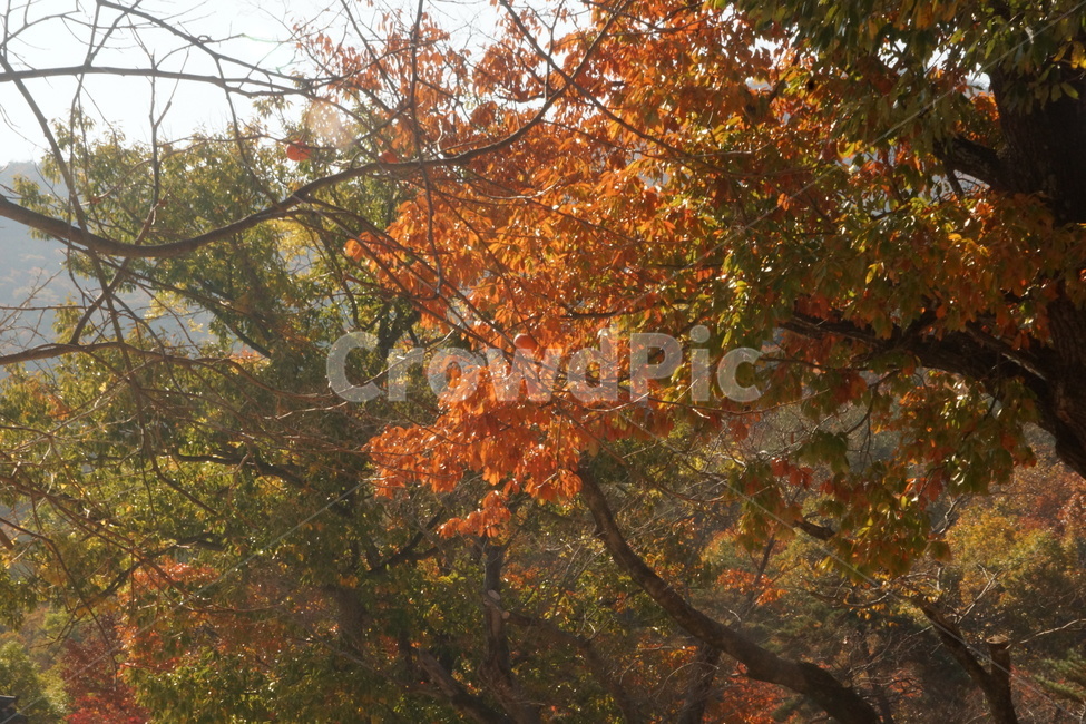 tree,잎,plant,식물,가을,fall,autumn,가을빛,autumnaltints,햇살,sunlight,sunshine,sunbeam,단풍,fallfoliage,autumncolors