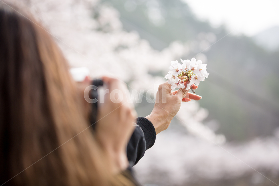 여성모델,손모델,벚꽃축제,벚꽃나무,벚꽃길,벚꽃놀이,벚꽃,감성,봄,신체일부,몸,body