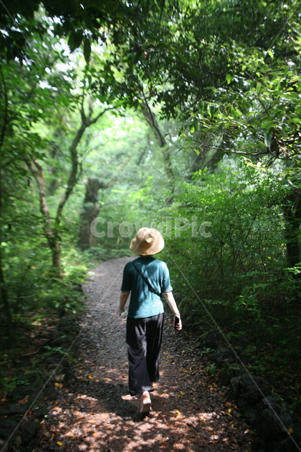 제주도,비자림,숲,나무,여름,apparel,의복,clothing,의류,human,인간,person,사람,뒷모습,여름,계절,summer,season,사람,인물,인간,human,person,여행,휴가,traveling,vacation,trip