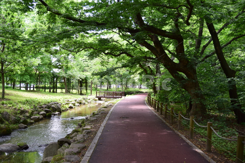 산책,길,녹음,나무,싱거러움,잎,나뭇잎,녹색,휴식,여유,냇물,자연,풍경,nature,landscape,outdoors,옥외,garden,정원