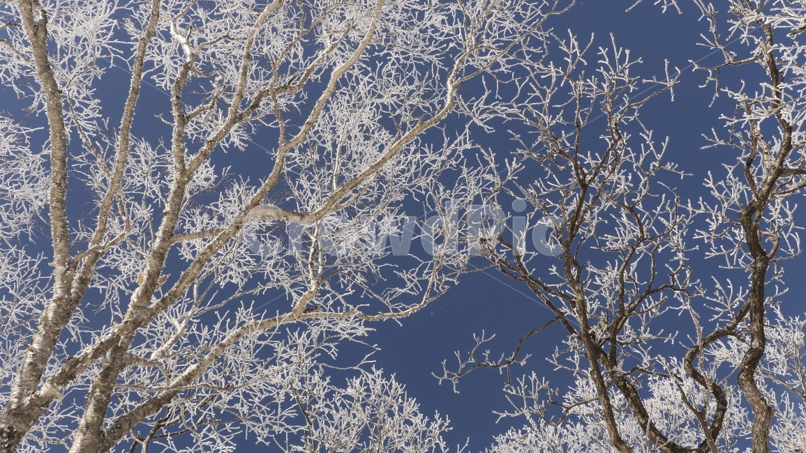 눈꽃,눈,겨울산,눈산,등산,풍경,자연,산,파란하늘,겨울,여행,겨울,계절,winter,season,식물,자연,plants,nature,나무,trees,wood