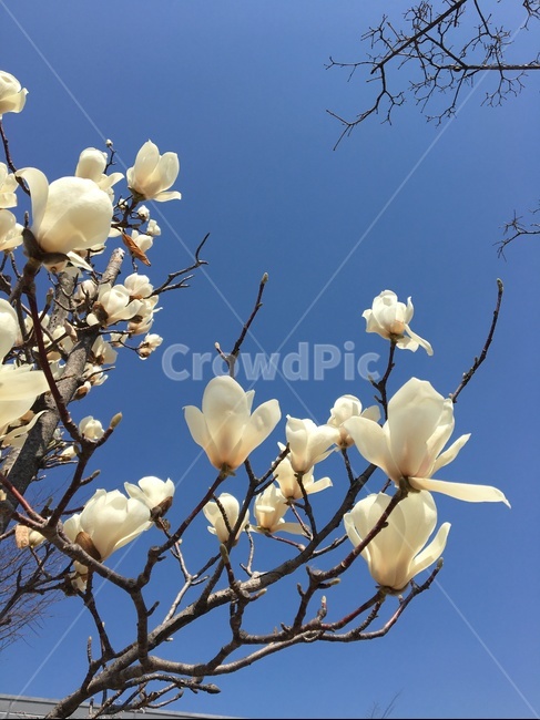목련,꽃,감성,flower,magnolia,spring,봄