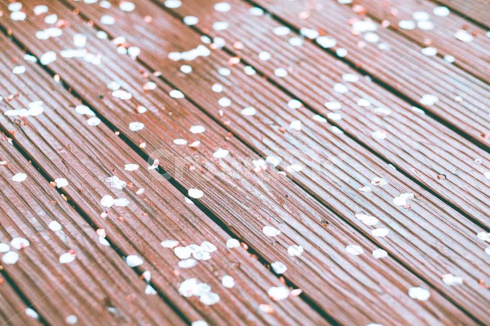 벚꽃잎,벚꽃,낙화,꽃잎,꽃길,감성,필름,추억,회상,아련,길,사선,꽃,flower,감성,sensible,feeling