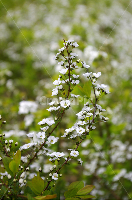 조팝꽃,식물,꽃,flower,plant,봄,계절,spring,season,식물,자연,plants,nature,꽃,flower