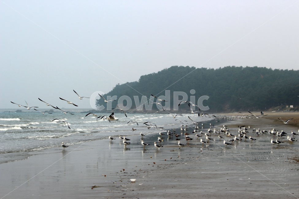 바다,갈매기,하늘,해변,파도,해안,자연,풍경,nature,landscape,해변,바다,beach,sea,동물,animal,조류,새,birds,flock,대군,flying,나는,bird