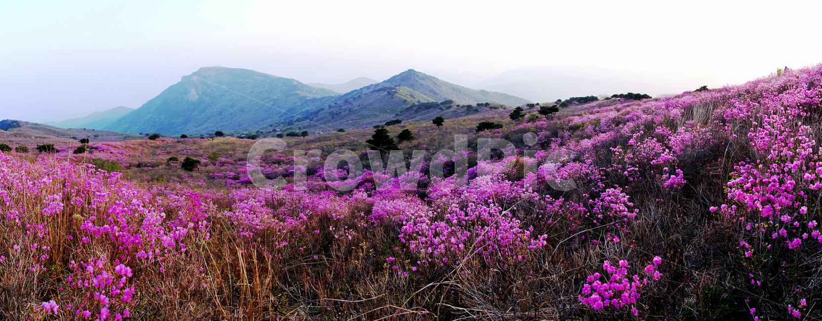 비슬산,진달래,참꽃,달성군,봄,봄,계절,spring,season,자연,풍경,nature,landscape,outdoors,옥외