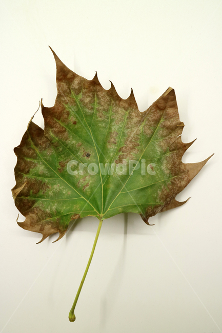낙엽,가을,나뭇잎,잎,잎사귀,오브젝트,누끼,계절,식물,자연,낙엽잎,fallenleaves,deadleaves,가을낙엽,가을,계절,fall,autumn,season,plant,leaf,tree,나무