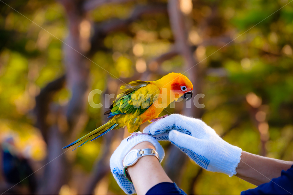 앵무새,새,나무,조류,노랑,동물,animal,조류,새,birds,사람,인물,인간,human,person,신체일부,몸,body