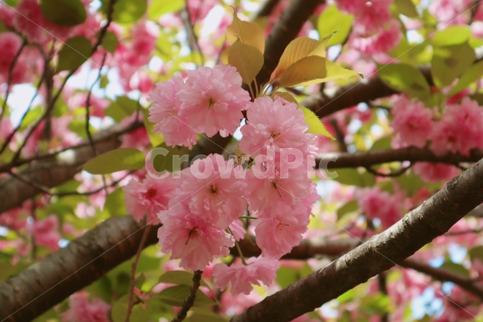 겹벚꽃,봄,꽃,분홍,flower