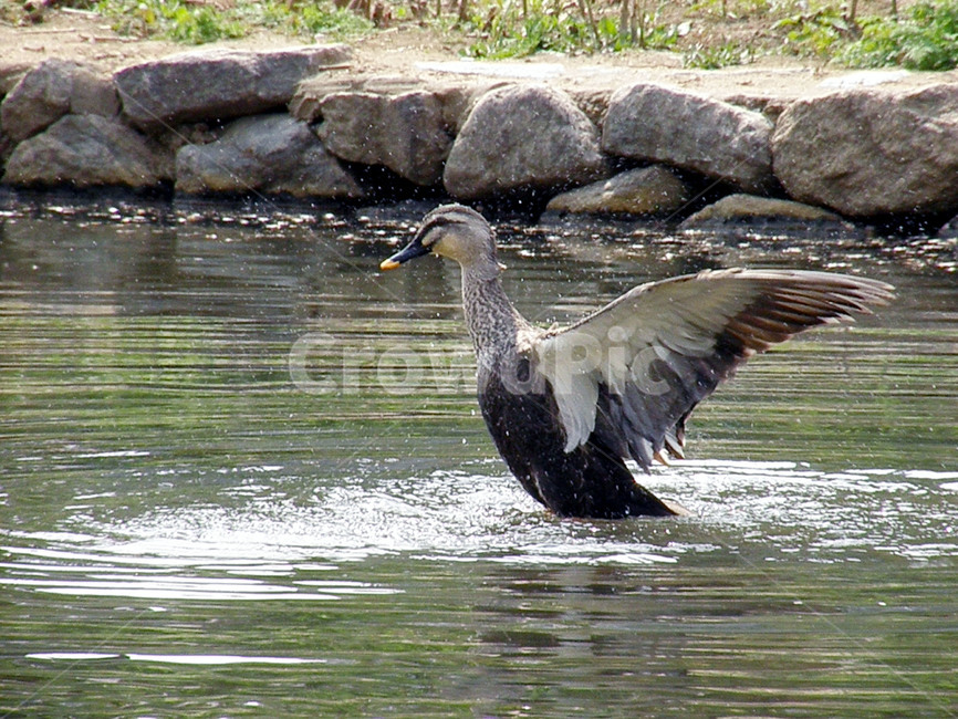 조류,새,오리,날개,깃털,불광천,동물,animal,조류,새,birds