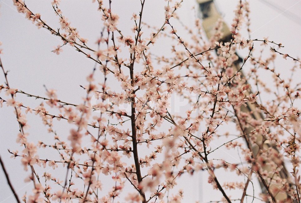 봄,꽃,벚꽃,자연,필름,아날로그,film,analog,flower,spring,nature,풍경,감성,봄,계절,spring,season,식물,자연,plants,nature,꽃,flower,plant