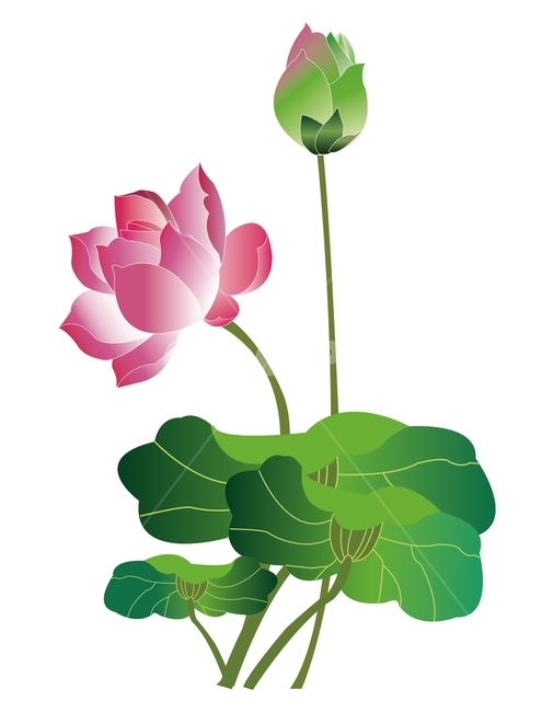 연꽃,부처님오신날,석가탄신일,봉우리,연잎,불교,연꽃일러스트,그래픽,일러스트레이션,graphic,illustration