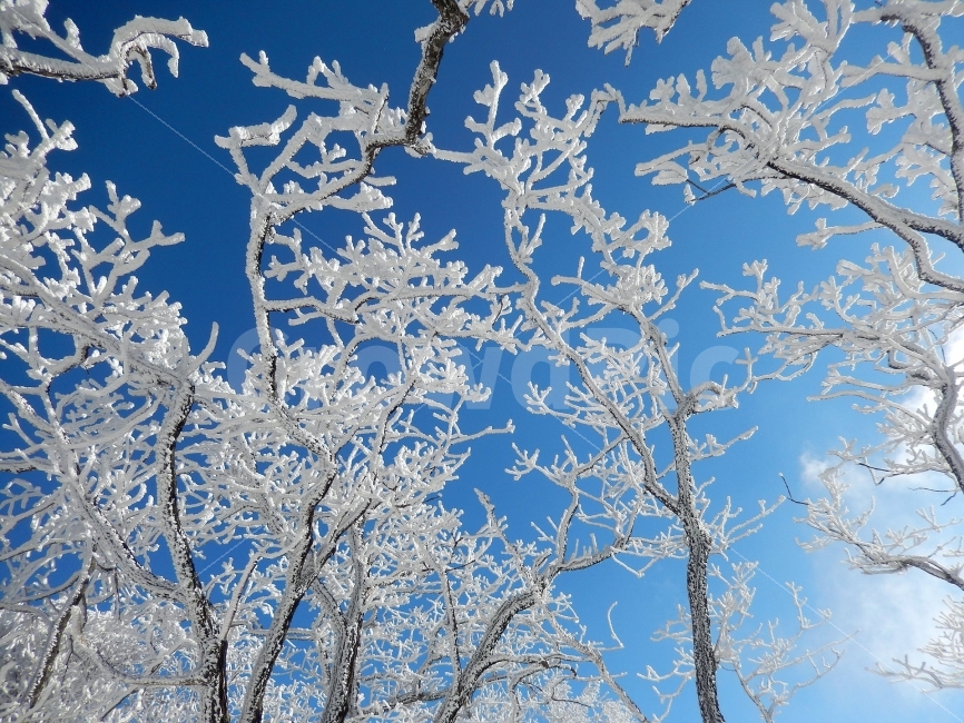 소백산,눈꽃풍경,상고대,겨울풍경,국립공원,겨울동화,힐링,감성,아름다움,뷰티풀,설국,눈풍경,파란하늘,100대명산,겨울명산,설경,서리꽃,영동,snow,landscape,눈,화이트,자연,신비로운,경이로운,천상,비경,치유,산,명산,겨울,계절,winter,season,식물,자연,plants,nature,나무,trees,wood