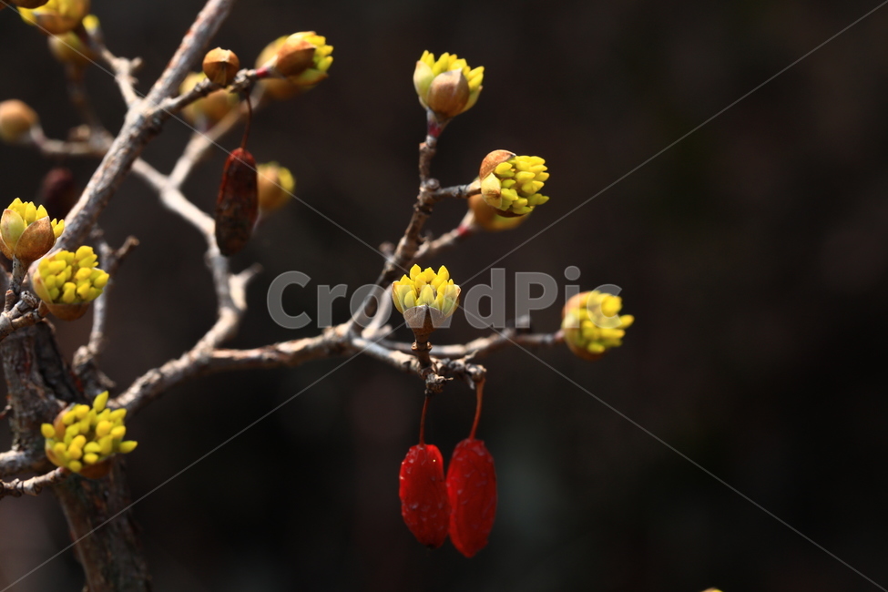 산수유,꽃,산수유꽃,산수유열매,봄꽃,봄,열매,corni,자연,식물,자연,plants,nature,꽃,flower