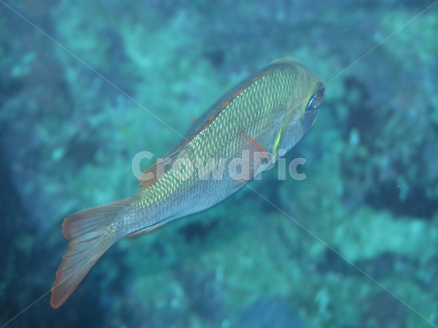 물고기,한마리,바다속,푸른빛,바다의물고기,동물,animal,어류,물고기,fish