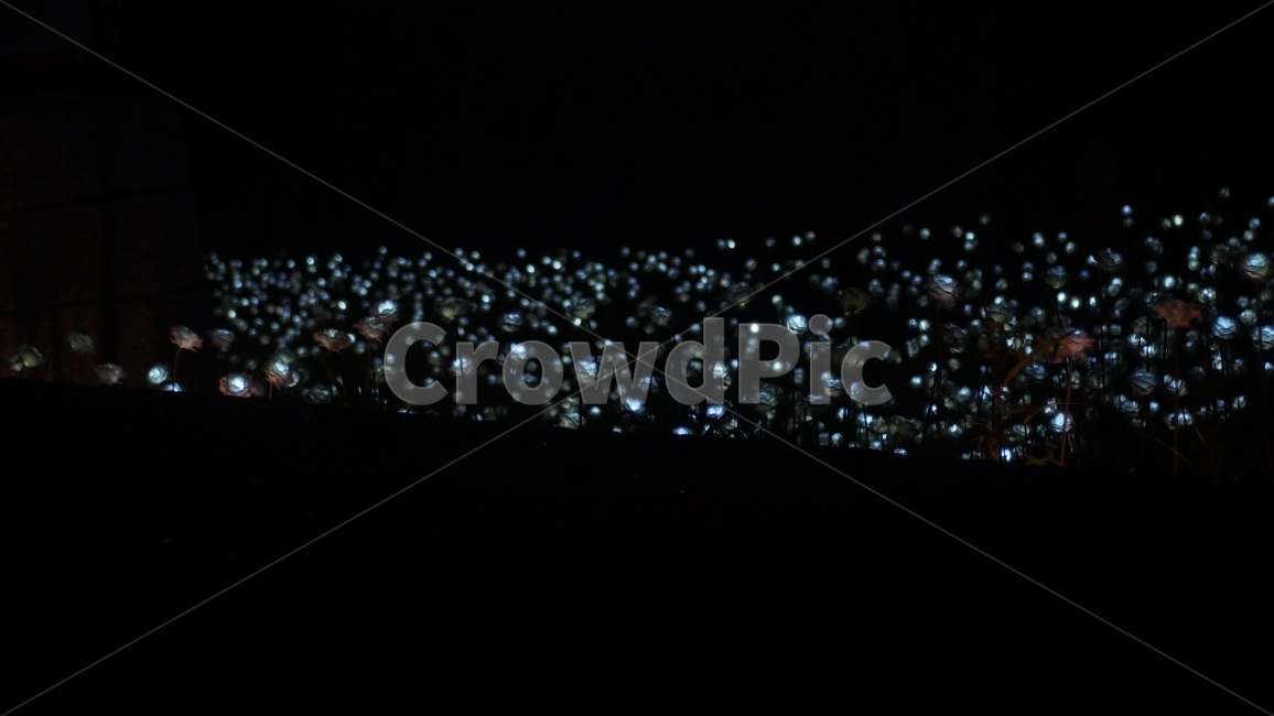전구,감성,분위기,장미,야광,서울,동대문,동대문플라자,ddp,저녁,야경,밤,풍경,nightscape,night,landscape