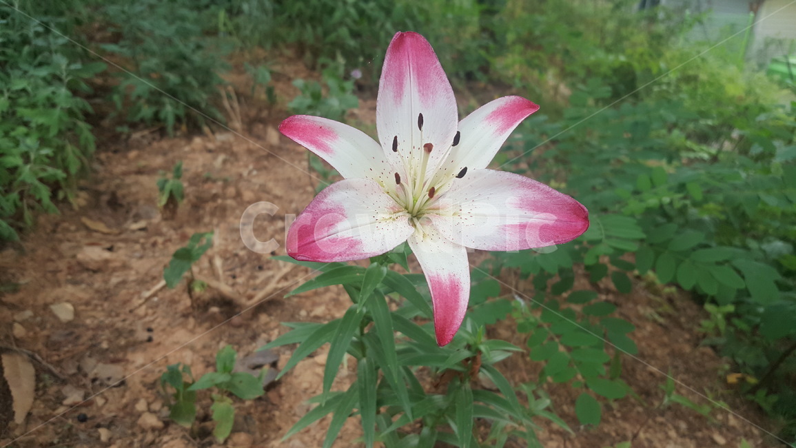식물,꽃,flower,정원,백합,붉은색,향기