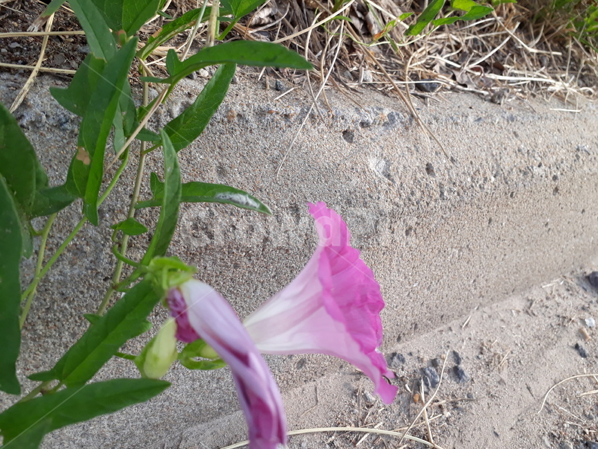 나팔꽃,식물,꽃,분홍색,길가에핀꽃,초록색,morningglory