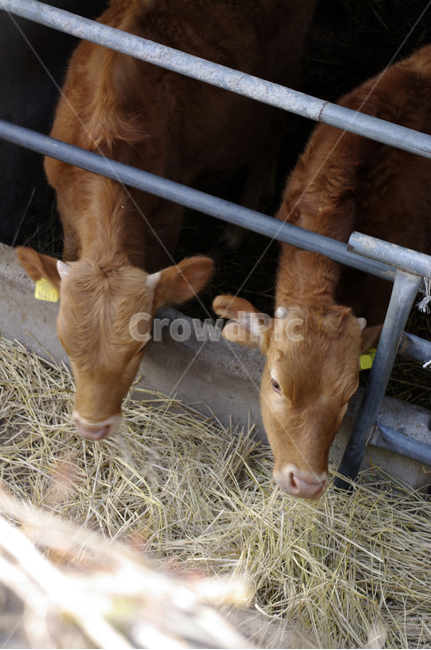 animal,동물,소,한우,우리,동물,animal,포유류,mammal,산업,industry,industrial,목축업,목장,livestock farming,ranching,pasture