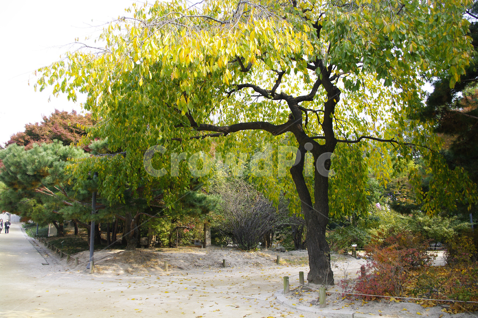 가을,단풍,나무,식물,plant,자연,nature,가을,계절,fall,autumn,season,자연,풍경,nature,landscape,tree,tree trunk,나무 줄기