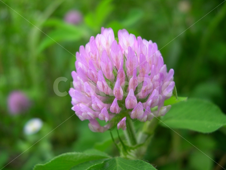 꽃,식물,야생화,플라워,flower,식물,자연,plants,nature,꽃,flower