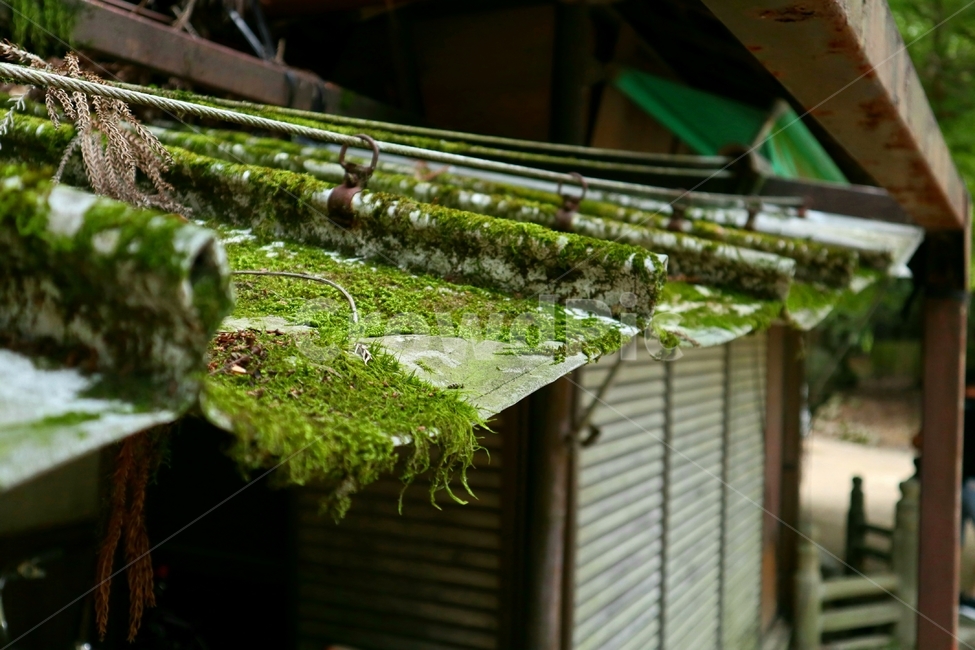 일본,지붕,공원,숲,이끼,기와,나라공원,건물,japan,roof,park,forest,tile,narapark,building,moss