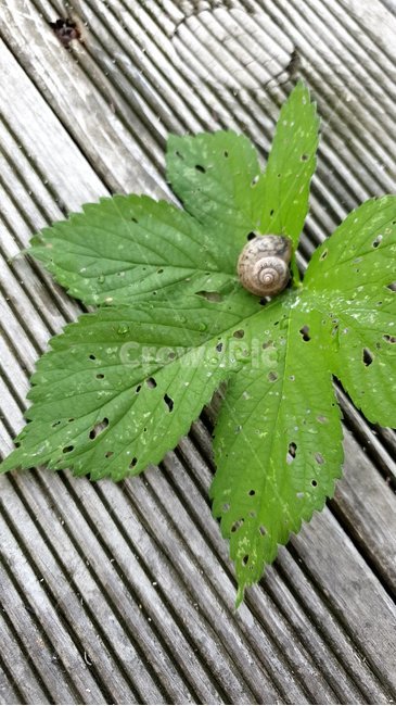 leaf,잎,plant,식물,달팽이