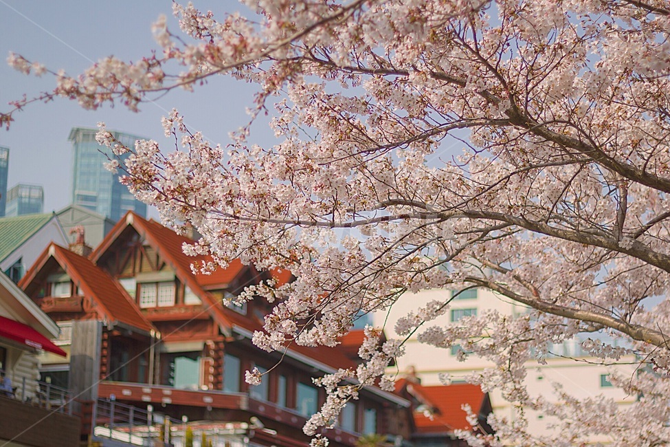 부산,달맞이길,벚꽃,꽃,plant,식물,blossom