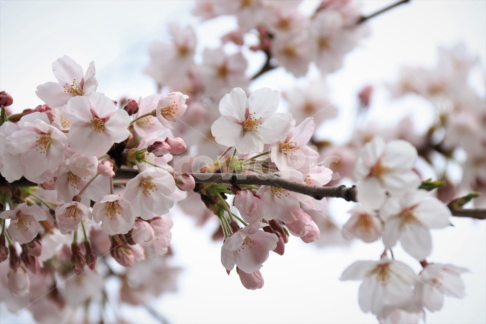 plant,flower,cherryblossom,blossom,꽃,벚꽃,식물,자연,봄,식물,자연,plants,nature,꽃,flower