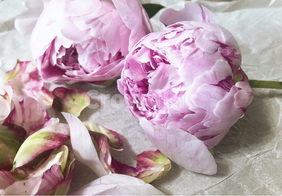 작약,피오니,peony,꽃,핑크작약