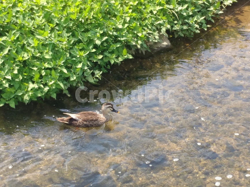 오리,조류,헤엄,돌,풀,물,빛,물쌀,물결,깃,무늬,동물,animal,조류,새,birds
