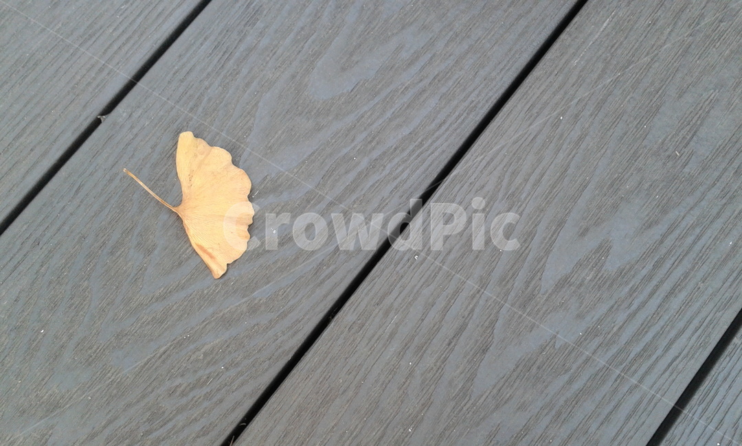 leaf,잎,plant,식물,은행잎
