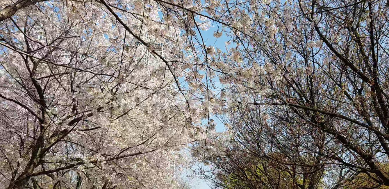 봄,벚꽃,blossom,나무,flower,식물,plant,꽃