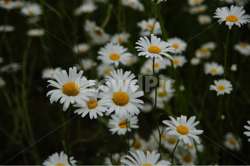 꽃,샤스타데이지,야생화,식물,flower,식물,자연,plants,nature,꽃,flower