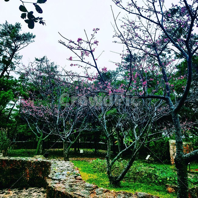 꽃나무,자연,natre,tree,flower,봄꽃,예쁜,blossom