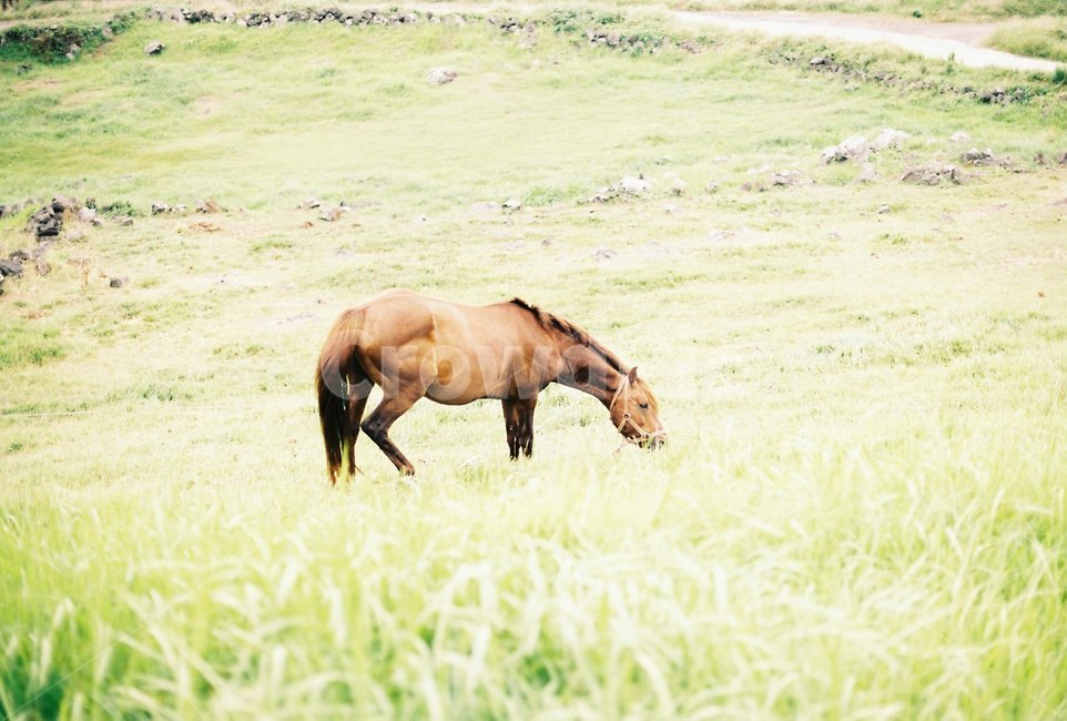 제주도,제주마,말,동물,한국말,동물,animal,포유류,mammal,휴식,힐링,rest,relaxation,healing