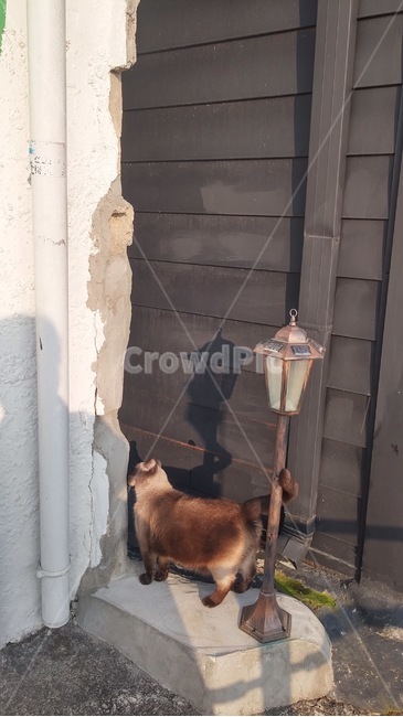고양이,동물,옆모습,힐링,전주,동물,animal,포유류,mammal,고양이,cat,kitten,kitty