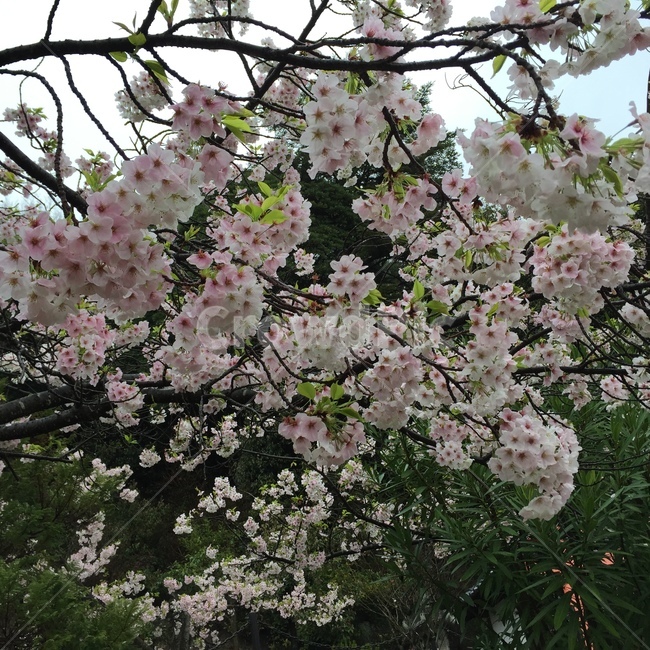 plant,식물,flower,꽃,cherryblossom,벚꽃,봄,spring,봄,계절,spring,season,식물,자연,plants,nature,꽃,flower,blossom,cherry blossom