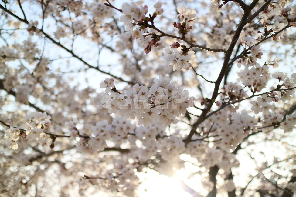 벚꽃,꽃,봄,나무,plant,식물,blossom,flower