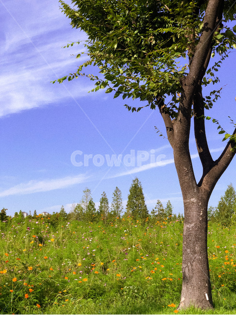 flower,꽃,blossom,nature,자연,outdoors,옥외,plant,식물,tree,나무,field,grassland